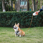 Dog Leash with Integrated LED Light